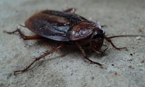 cockroach-70295_960_720