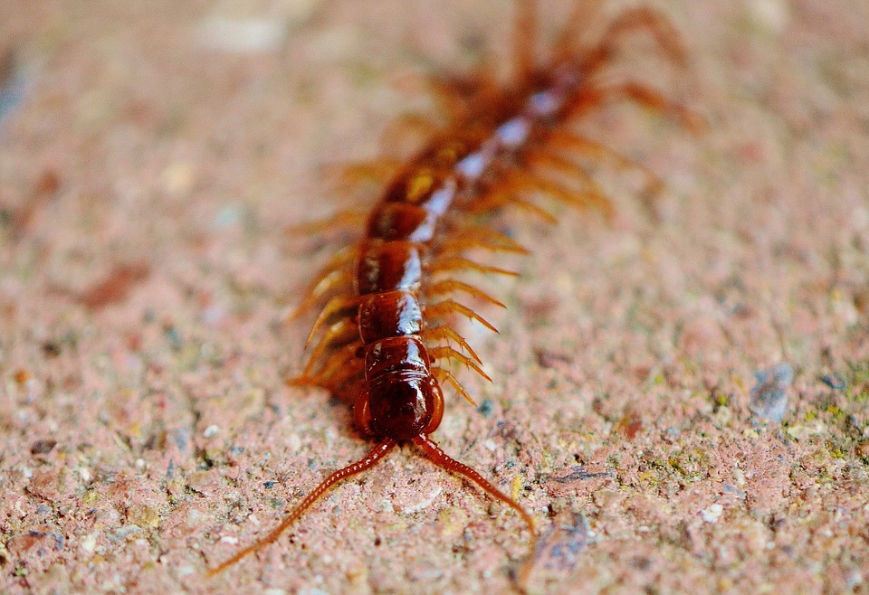 centipedes-975247_960_720