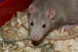 rat-369105_960_720