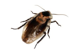 cockroach-566712_960_720